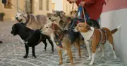 Vet Lists 5 Dog Breeds He Would Never Own, Including 'So Stubborn' Sharpei