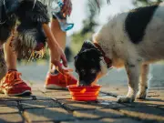 Vet Nurse Warns Dog Owners: Avoid Communal Water Bowls in Heatwave