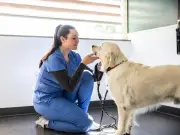 Vet Prescription Fees Capped at £21, New Ombudsman Announced in Major Reforms