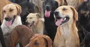 Vet Reveals 5 Dog Breeds She Would Never Own Due to Health Issues