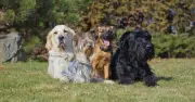 Vet Reveals 5 Dog Breeds She Would Never Own, Including Great Danes and Bulldogs