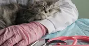 Vet Reveals One Cat Breed That Makes Him 'Wary' in Viral Video