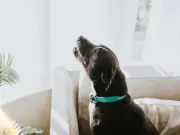Vet Reveals Signs Your Dog Has Chosen You as Their Favourite Human