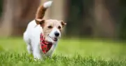 Vet Urges Dog Owners to Use Bandanas for Heat Safety During Walks