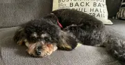 Vet Urges Pet Owners to Bring Dog In Immediately If They Spot 2 Changes