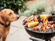 Vet Urges Pet Owners to Watch for Barbecue Danger This Weekend