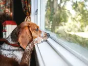 Vet Warns: Bring Dog In Immediately If You Spot This 1 Change