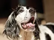 Vet Warns Dog Bad Breath Could Signal Serious Health Issues