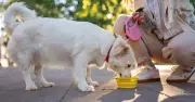 Vet Warns Dog Owners: Avoid Communal Water Bowls for Pets
