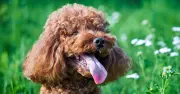 Vet Warns Dog Owners: Bad Breath Could Signal Serious Health Issues