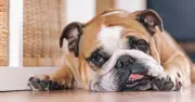 Vet Warns Owners of 9 Dog Breeds Ahead of Sunday Heatwave