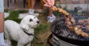Vet warns pet owners about hidden barbecue dangers for dogs