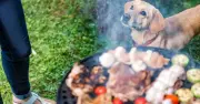 Vets Warn BBQs Cause Pets to Eat 10 Million Extra Meals Daily