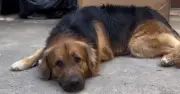 Viral Golden Shepherd Reel Sparks Debate on Ethical Dog Breeding