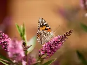 Wales sees once-in-a-decade painted lady butterfly influx, public urged to help count