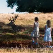 Warning After Children Spotted Petting Deer in London's Richmond Park