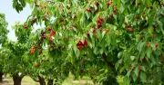 Warning Issued to Gardeners with Cherry Trees This July