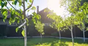 Warning Issued to Gardeners with Trees as Drought Continues Across UK