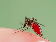Washington DC to Release 600,000 Sterile Mosquitoes to Combat West Nile Virus