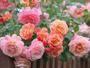 Water Roses in Morning to Prevent Fungal Diseases, RHS Advises