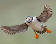 Week in Wildlife: Snake Swallows Frog, Penguin Surfs, Treehopper Contest