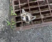 Week in Wildlife: Stuck Raccoon, Hardy Mouse, and Camouflaged Wildcat