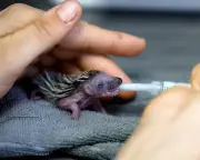 Week in wildlife: thirsty hedgehog, rare puffling, jumping spider