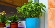 Weekly 30-Second Task Makes Basil Leaves Grow Bigger and Healthier