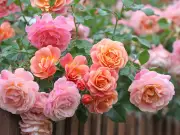 Weekly 5-Minute Task Prevents Black Spot on Roses in Summer