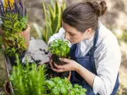 Weekly Pinching Boosts Basil Growth, Expert Reveals