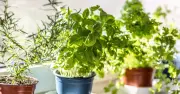 Weekly Pinching Trick for Bigger, Tastier Basil Leaves
