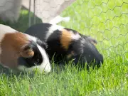 Welsh Couple to Breed Guinea Pigs for Meat on Eco-Farm