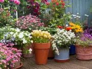 Welsh Gardeners Can Keep Flowers Blooming All Summer with 3 Simple Tasks
