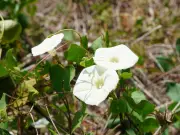 Welsh gardeners urged to do 2 simple tasks to stop bindweed regrowth