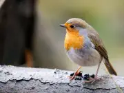 Welsh gardeners urged to offer mealworms to robins in summer