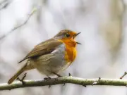 Welsh Gardeners Urged to Provide Water for Robins in Heatwave
