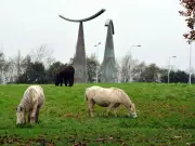 Welsh Government Rules Out Ban on Horse Tethering Despite Petition