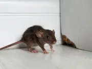 Welsh households urged to use £1 cayenne pepper to repel rats