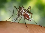 West Nile Virus Cases Surge in US: 56 Infections Across 15 States