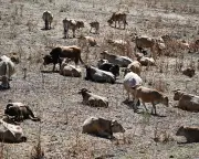 Western Europe Hottest June on Record as Heatwaves Intensify