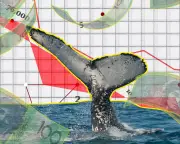 Whale Migration, House Prices, and Missing Cash in The Crunch Newsletter