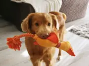 Why Dogs Greet You With a Toy in Their Mouth: The Heartwarming Reason