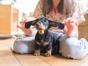 Why Dogs Love Belly Rubs: Experts Explain the Feel-Good Reasons