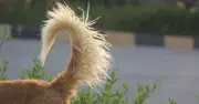 Why Dogs Wag Their Tails: It’s Not Always About Excitement