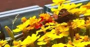 Why French Marigolds Are the Best Low-Maintenance Plant for Summer Blooms