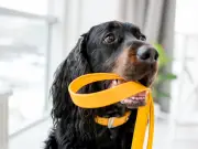 Why You Should Never Approach a Dog Wearing Yellow: Warning Sign Explained