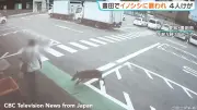 Wild Boar Rampage in Japan: Charges at Man, Injures Four Before Capture