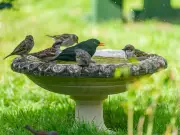 Wildlife Experts Urge Daily Bird Bath Refill in July to Prevent Fatal Disease