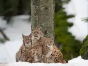 Wildlife Groups Disappointed by Northumberland Council's Lynx Opposition