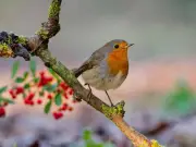 Wildlife Hospital Issues Urgent Robin Glue Trap Warning to UK Households
